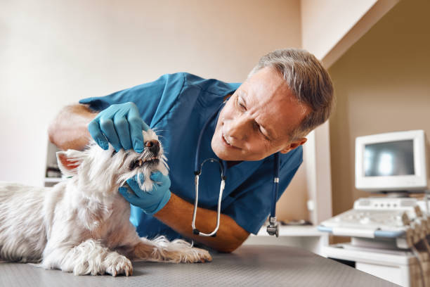 Best Weekend Emergency Dentist in Mascotte, FL